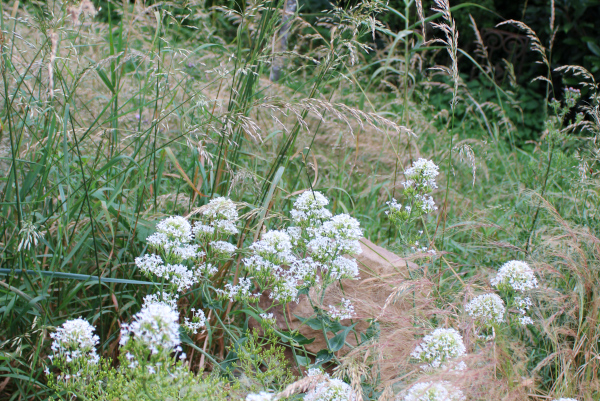 Herbes hautes et valérianes blanches © Catherine Laufray